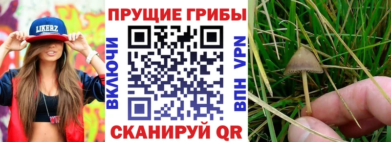 закладки  Благодарный  Псилоцибиновые грибы прущие грибы 